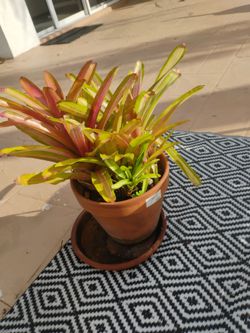 Knee high bromeliad in Margate