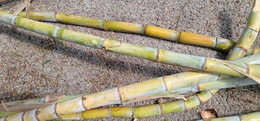 Sugar Cane