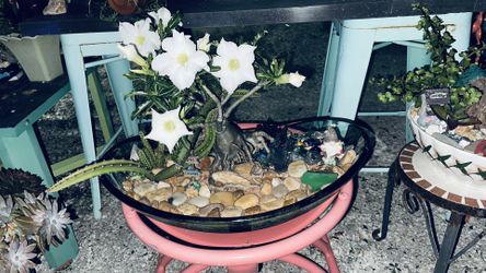 Desert Roses Catus Gardens And Lots Of Garden Items For Sale