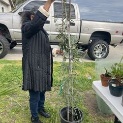 Pasiflora Maracuya Plant Fruit