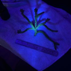 FOR SALE / TRADE — Large Acropora Stag Colony (~7.5”)