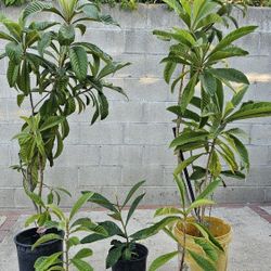 Misperos/loquat Plant