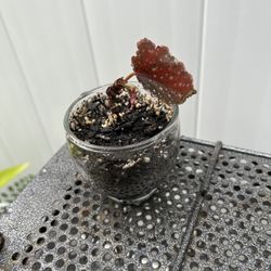 Begonia Cutting (Red Polka-Dot Leaf)