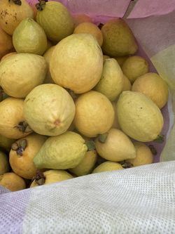 Organic Pink Guavas/Guayabas Rosas In The Tree