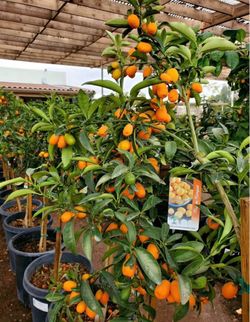 Nagami Kumquat Fruit Trees / Árboles De Naranjas Pequeñas $50 each