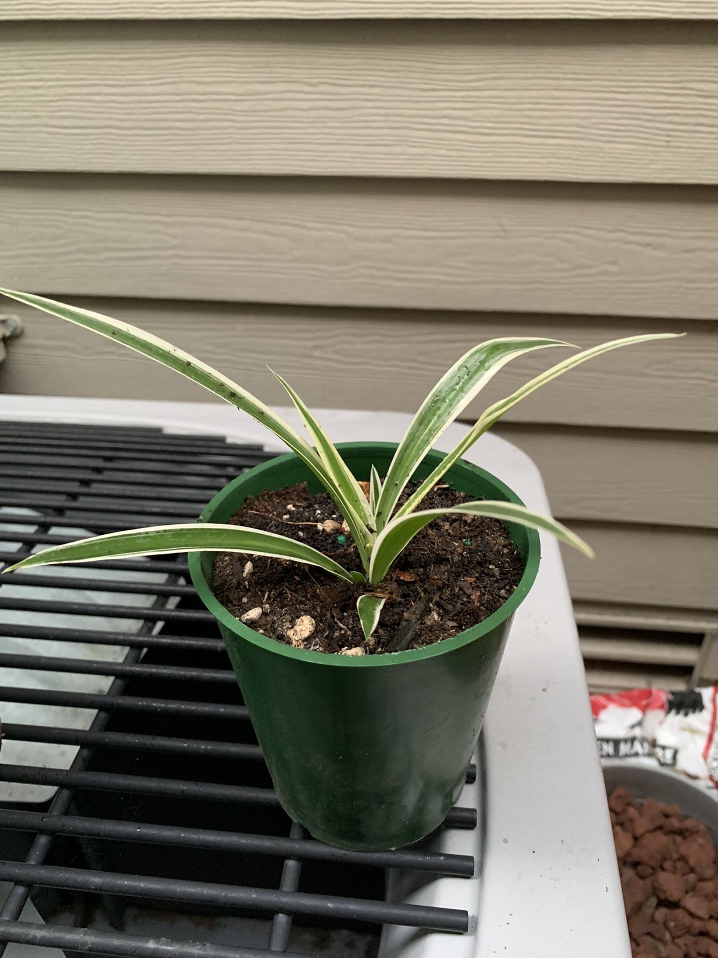 Spider Plant