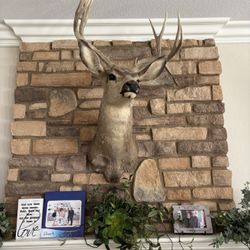 Taxidermy 