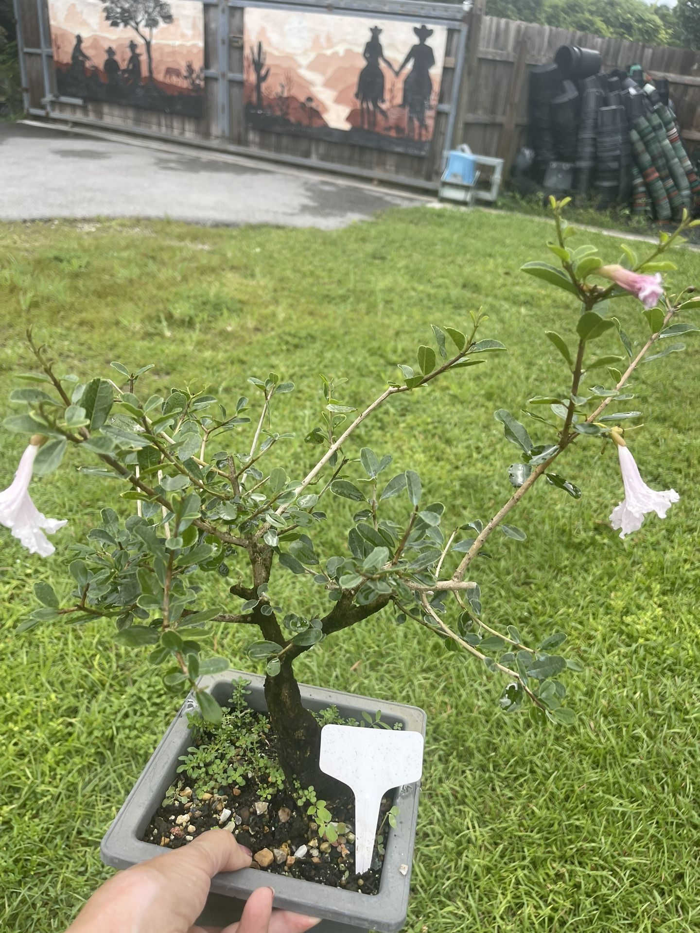 Flowering Bonsai for Sale in Miami, FL OfferUp