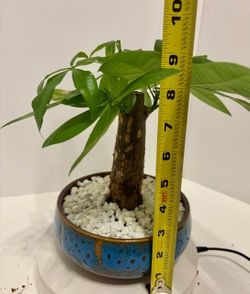 Money tree in ceramic 6” ceramic pot