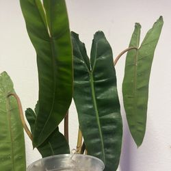 Philodendron Billiatae Plant