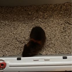 Guinness Pig And Cage