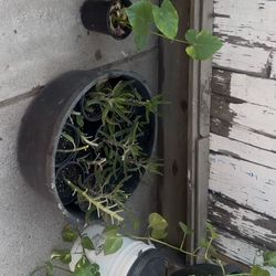 Plant For Sale $7-$40