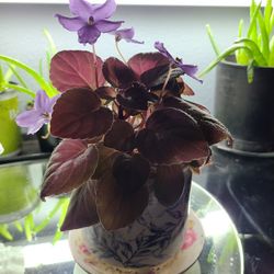 Rare Weeping African Violet