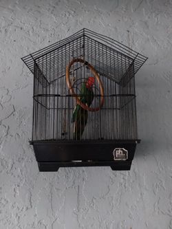 Small Bird Cage W/ Fake Wooden Parrot