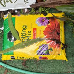 Queen Of The Night Plant  Not The Soil Bag 