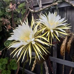 Night blooming cereus cacti