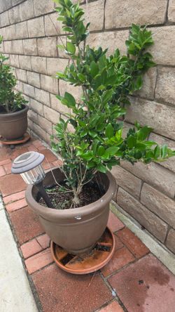 Potted plant $100 obo