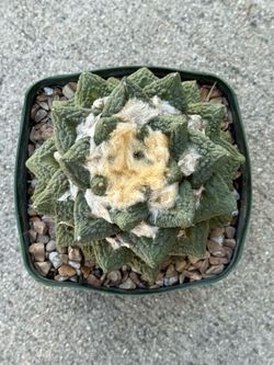 Ariocarpus Fissuratus x Hintonii Seed Grown