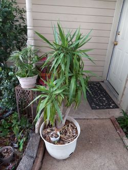 Plants for Sale
