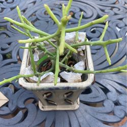 Indoor /outdoor Plant 