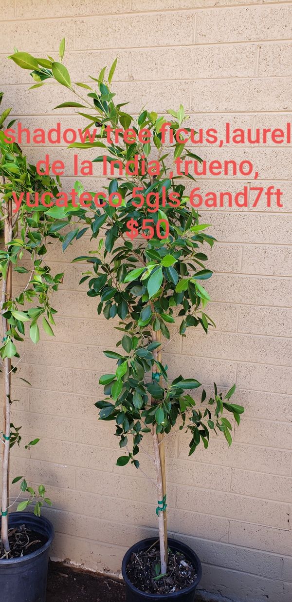 Ficus trees for Sale in Phoenix, AZ OfferUp