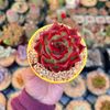 Best.Succulents