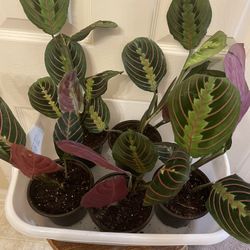 $7 Each | Beautiful Maranta Red Prayer Plant | Herringbone Plant | ❤️ Pet Friendly | Air Purifying