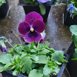 Magenta And Purple Bicolor Ruffled Viola Flower Plants! Perrennial Vareity! Several Colors Available! 2026 Plants Are Available Now And Selling Fast I