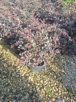 Plum Delight Loropetalum 