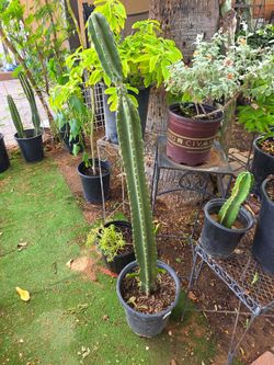 Cactus