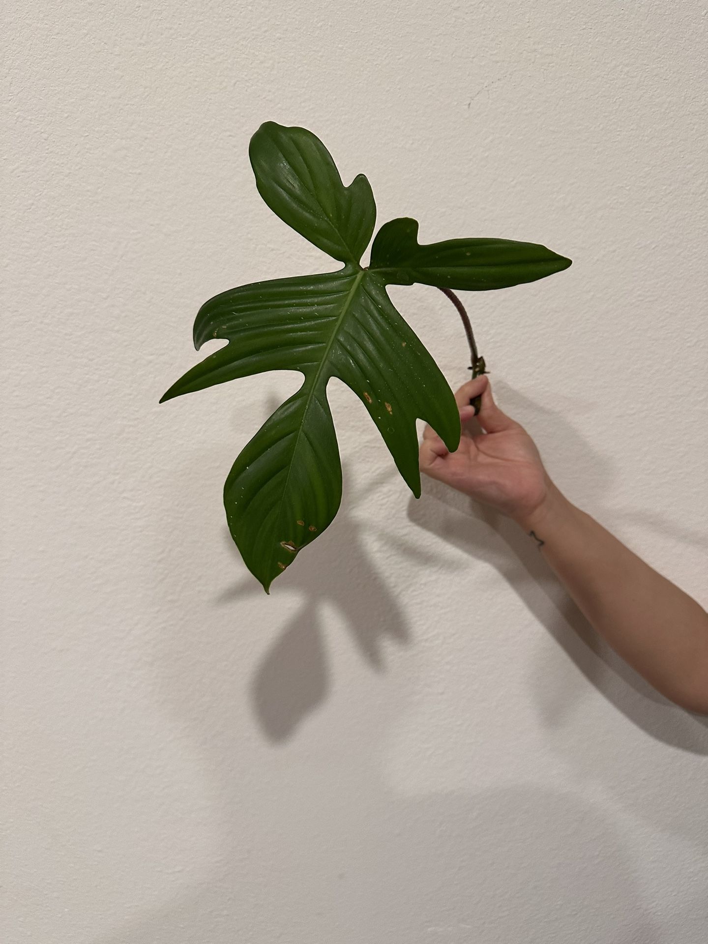 Florida Ghost Cutting
