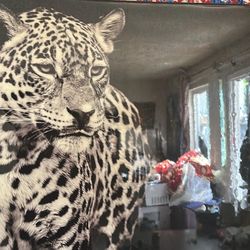 Wall Picture Tiger Black Color Dimension Height 31” Wide 49” 