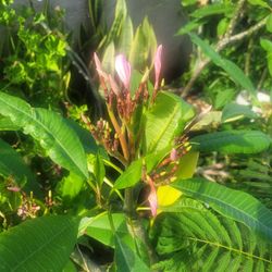 Plumeria