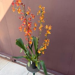 oncidium orchid 