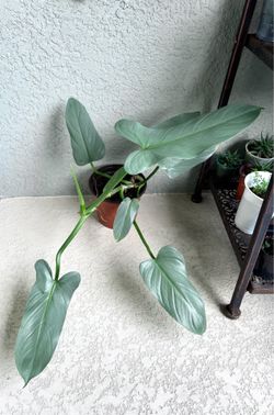 Philodendron  silver  sword  plant