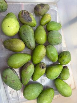 Assortment of avocados 20