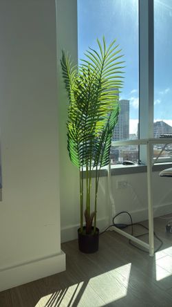 Plant for decor