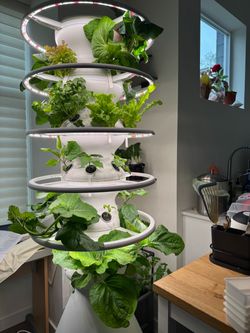 Lettuce Grow Hydroponics - 30 pods