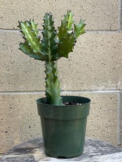 Euphorbia lactea Multi-Branching Candelabra Succulent – 6” Pot