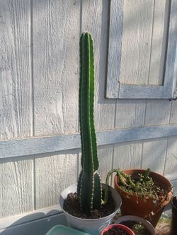 Catus