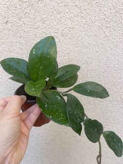Hoya Carnosa splash plant