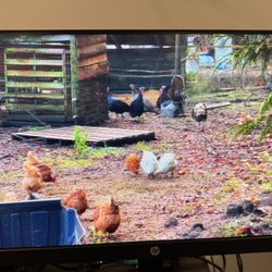 HP Monitor LCD 1080p