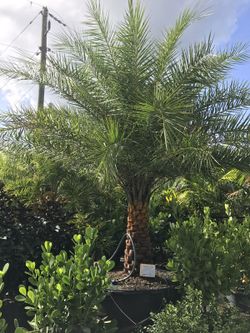 Landscape plants and trees