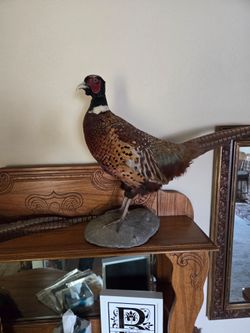 RingNeck pheasant