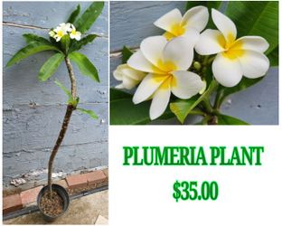 Plumeria Plant