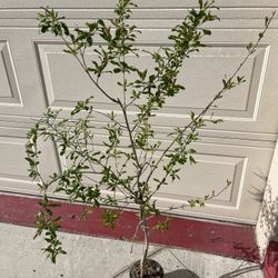 Red Ruby Pomegranate Fruit Tree Plant