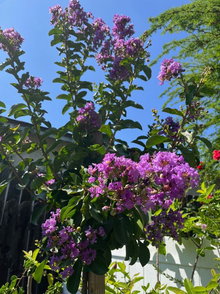 # 20A Large 25gal Catawba purple Crepe myrtle About 9feet tall limited quantities