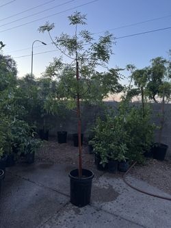 arbol Red Push Pistacho