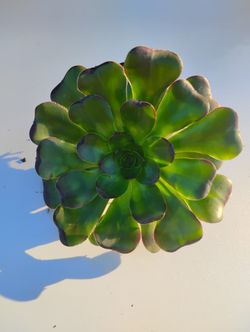 Black Rose Aeonlum   Arboretum  Z Wartkop Succulent Cactus.