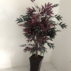Planta